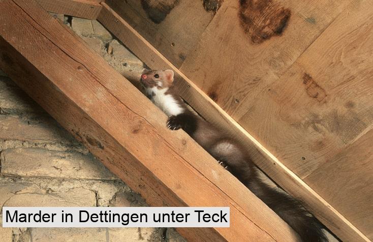 Marder in Dettingen unter Teck